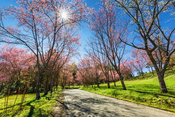 Path of cherry blossom tree in sunny day