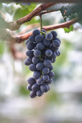 Wine grape in vineyard