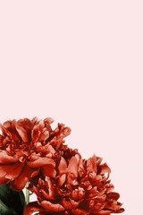 Bright blooming flowers of peonies. Red peonies on pink background. Holiday card with copy space.