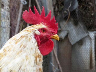 White rooster on the farm. Portrait of the cock near the barn, rural scene