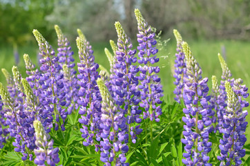 Lupine bush close up