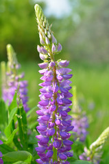 Lupinus