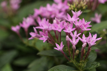 Ixora lobbii Loudon in garden