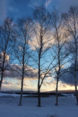 冬の並木　北海道（美瑛）　縦