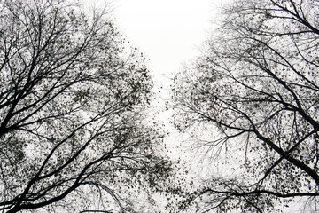 A view of an old tree with branches in central park in a foggy day