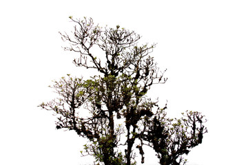 tree isolated on white background