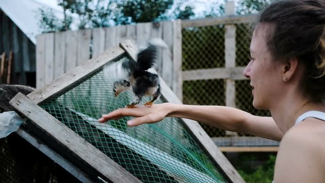 Chicken takes off from the hand of a woman in his chicken coop, slow motion flap