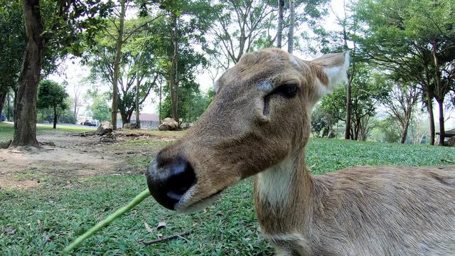 Rucervus eldii eating food in the zoo