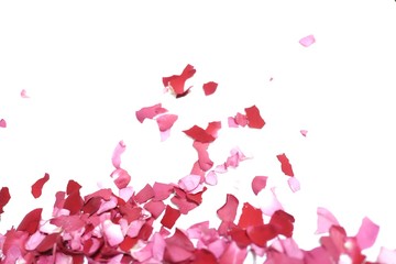 In selective focus many pieces of a torn pink rose corolla on white isolated background for backdrop pattern 