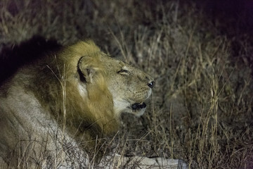 Male lion at night