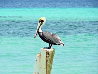 Los Roques, Caribbean Beach: Pelican on the beach. Fantastic animal view. Great landscape