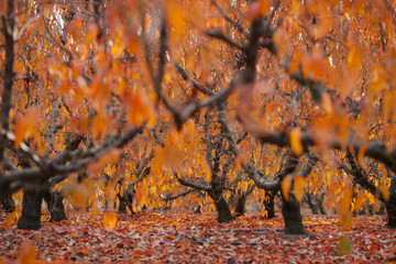 Peach orchard fall