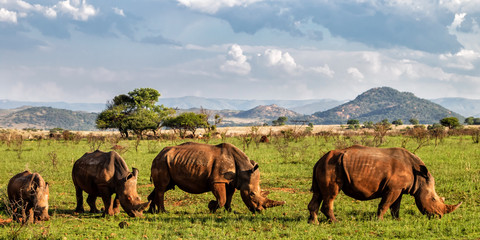 Herd of White rhinoceros in Nkomazi Private Game Reserve near Badplaas - South Africa