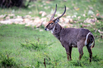 Waterbuck male in Nkomazi Private Game Reserve near Badplaas in South Africa