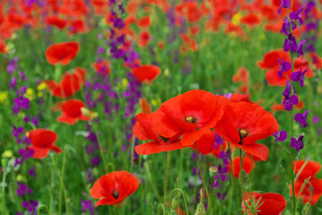 Beautiful colorful flowers, poppies on the field
