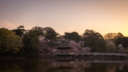 Fototapeta premium 奈良県 浮見堂 桜