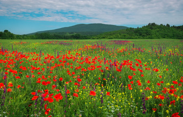 Spring flowers in field. Beautiful landscape. Composition of nature