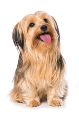 Little cross breed dog isolated on white background