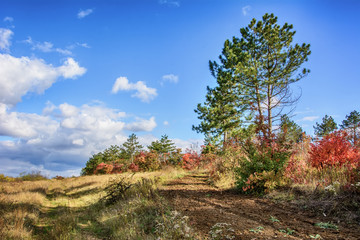 Obraz premium field road on the edge of the forest in the steppe in Donbass