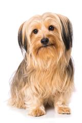 Little cross breed dog isolated on white background