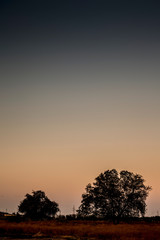 Obraz premium Vertical shot of solitary trees during dusk time in the dried forest.Concept of break up and sadness and loneliness.
