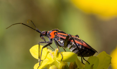 Insecto