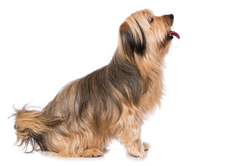 Little cross breed dog isolated on white background