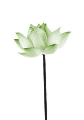 lotus isolated on white background.