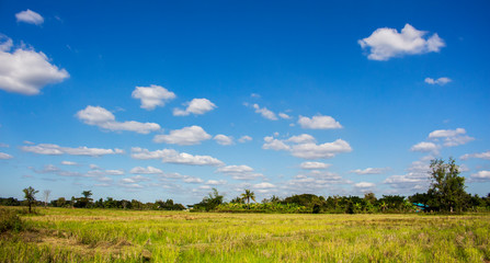 rice field meadow blue sky countryside