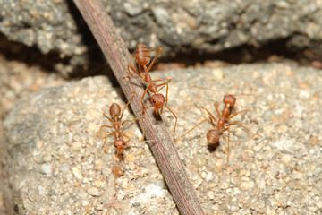 Oecophylla smaragdina Fabricius (red ant) on floor