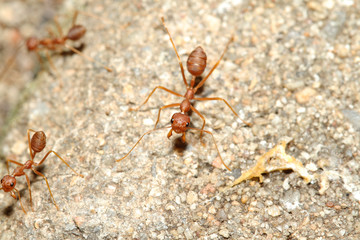 Oecophylla smaragdina Fabricius (red ant) on floor
