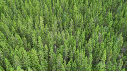 Aerial  view of  green fir trees.