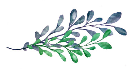 Beautiful watercolor branch isolated, 