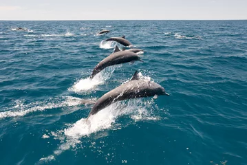 Fotobehang Spinnerdolfijnen bij Nosara, Costa Rica © michael