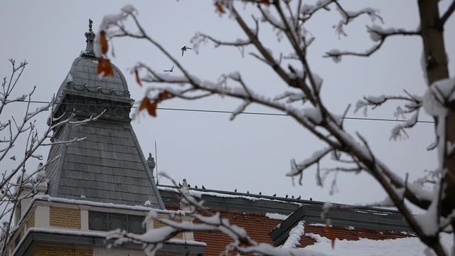 Piegons landing on top of a roof