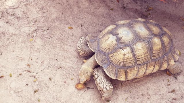 Large turtle on the sand