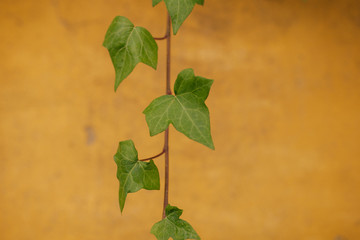 Hedera yellow wall
