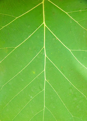Close up green leaf of texture and background.