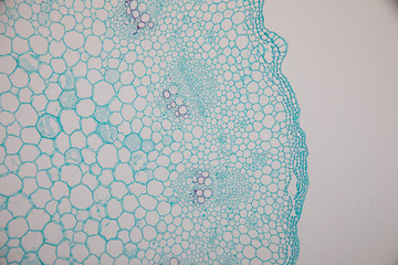 Cross-section Dicot, Monocot and Root of Plant Stem under the microscope for classroom education. 