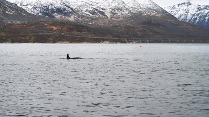 orcas and humpback whales hunting for herrings in the fjords of Norway in winter
