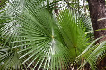 sabal leaf green in the forest