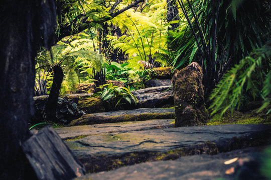 Hiking trails simulating tropical forests