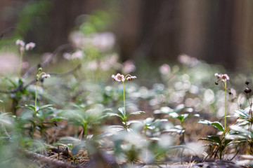 wild flowers in the forest