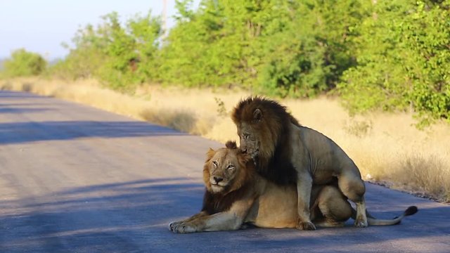 Older Male Lion Mounts And Copulates Another Male To Show Dominance.