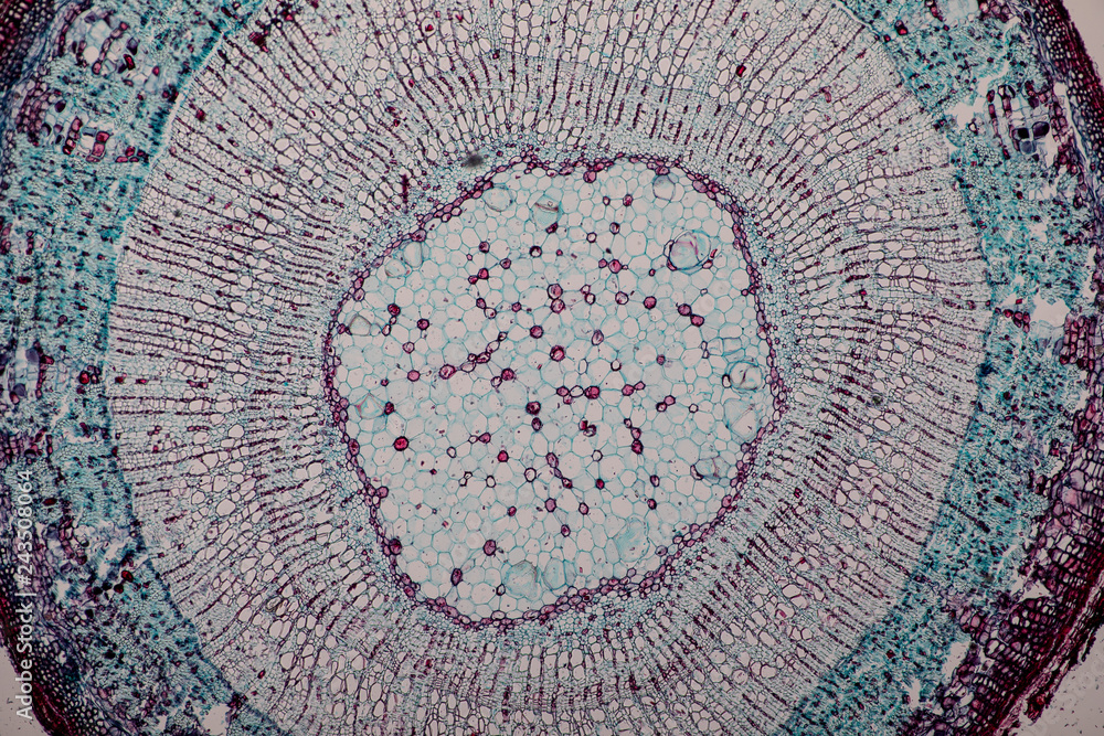 Wall mural cross-section dicot, monocot and root of plant stem under the microscope for classroom education.