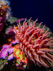 Naklejka na ściany i meble colorful sea anemone
