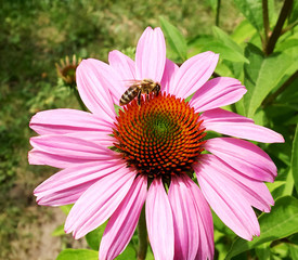 Winged bee slowly flies to the plant