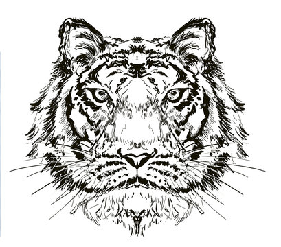 tiger head hand drawn illustration,art wall inspiration