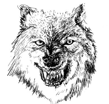 wolf head hand drawn illustration,art wall inspiration