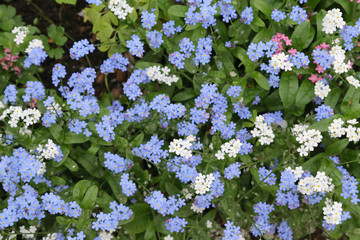 Spring flowers in a garden. Myosotis, also known as forget-me-not